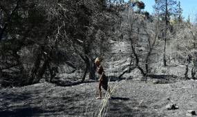 Φωτιά στην Αττική / Καμένη και ανοχύρωτη – Η επόμενη μέρα σε φωτογραφίες