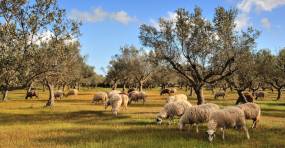 Συναγερμός για την πανώλη / Απαγορεύτηκε η μετακίνηση αιγοπροβάτων σε όλη τη χώρα / Εντοπίστηκε το πρώτο κρούσμα στην Αττική