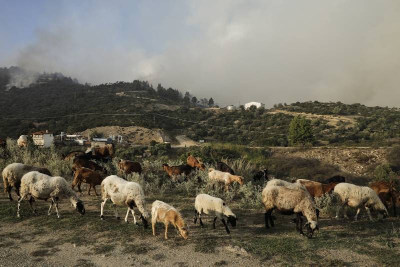 Πανώλη των αιγοπροβάτων: Κρούσματα και στην Κορινθία