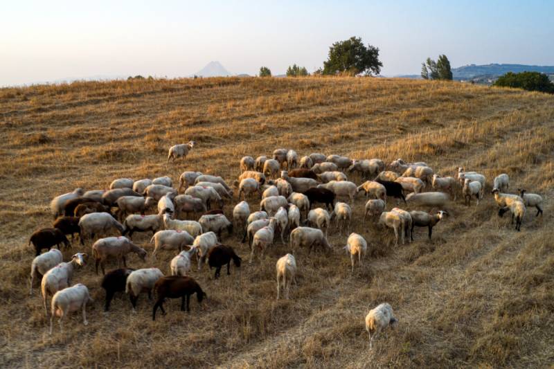 Ευλογιά των προβάτων / Κλείνουν τα σφαγεία της χώρας – Εκτός ελέγχου η εξάπλωση